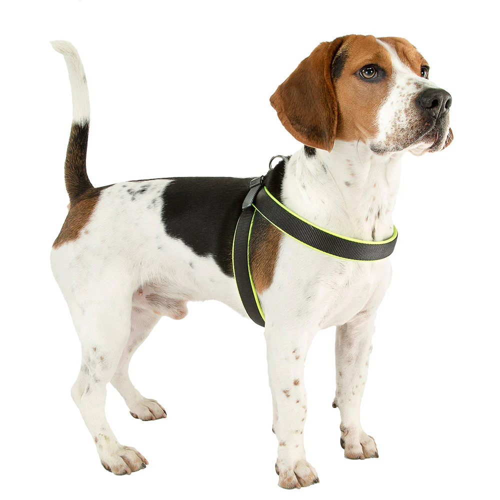 AGILA FLUO 1-9 - Image 19