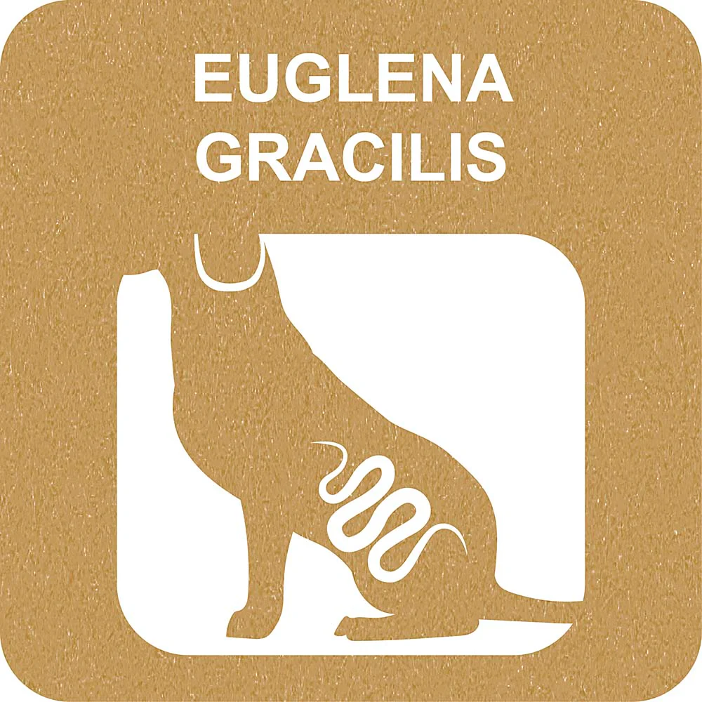100% SNACK RIEMPIBILE - CANDY EUGLENA - Image 3