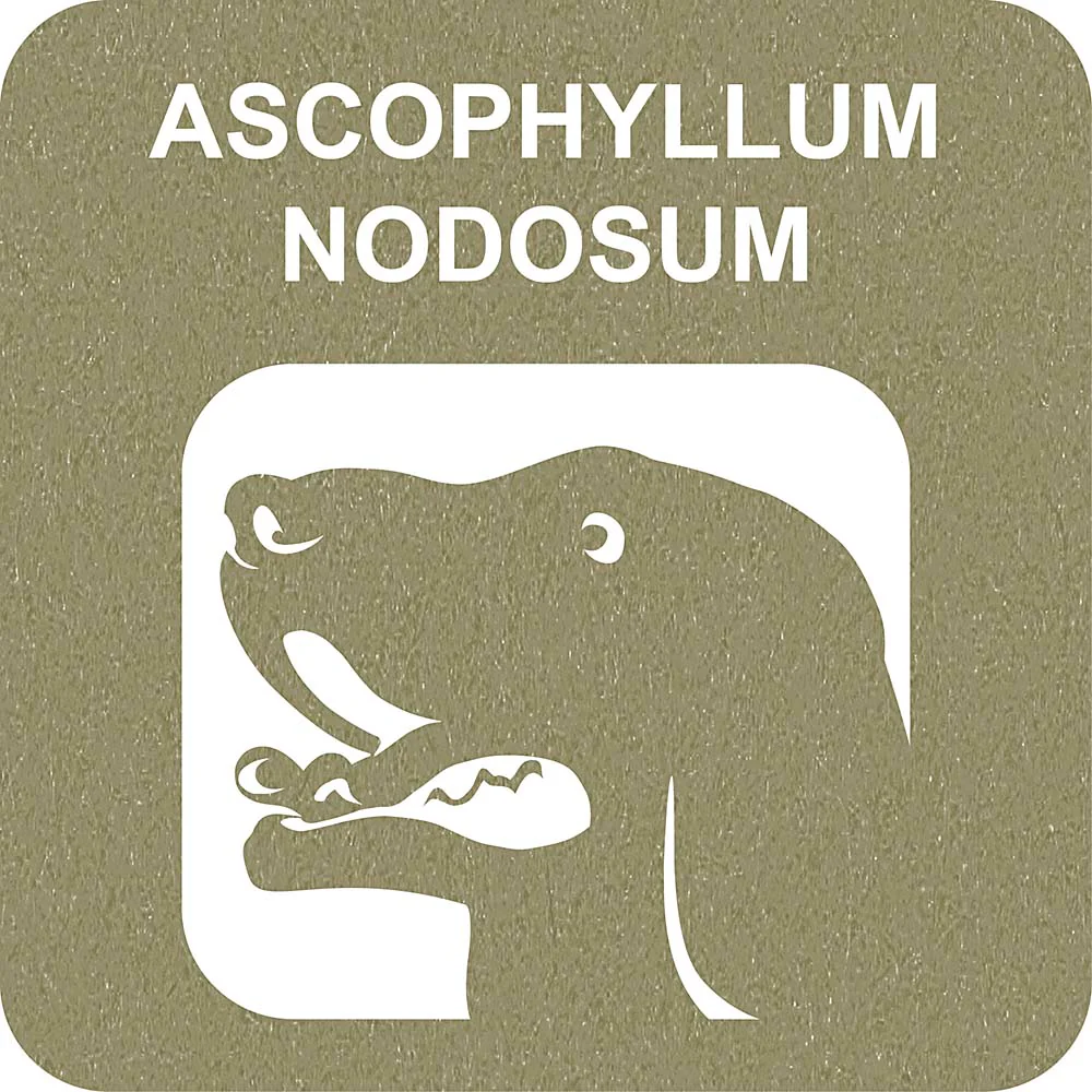 100% SNACK RIEMPIBILE -  TOOTHBRUSH ASCOPHILLUM - Image 3